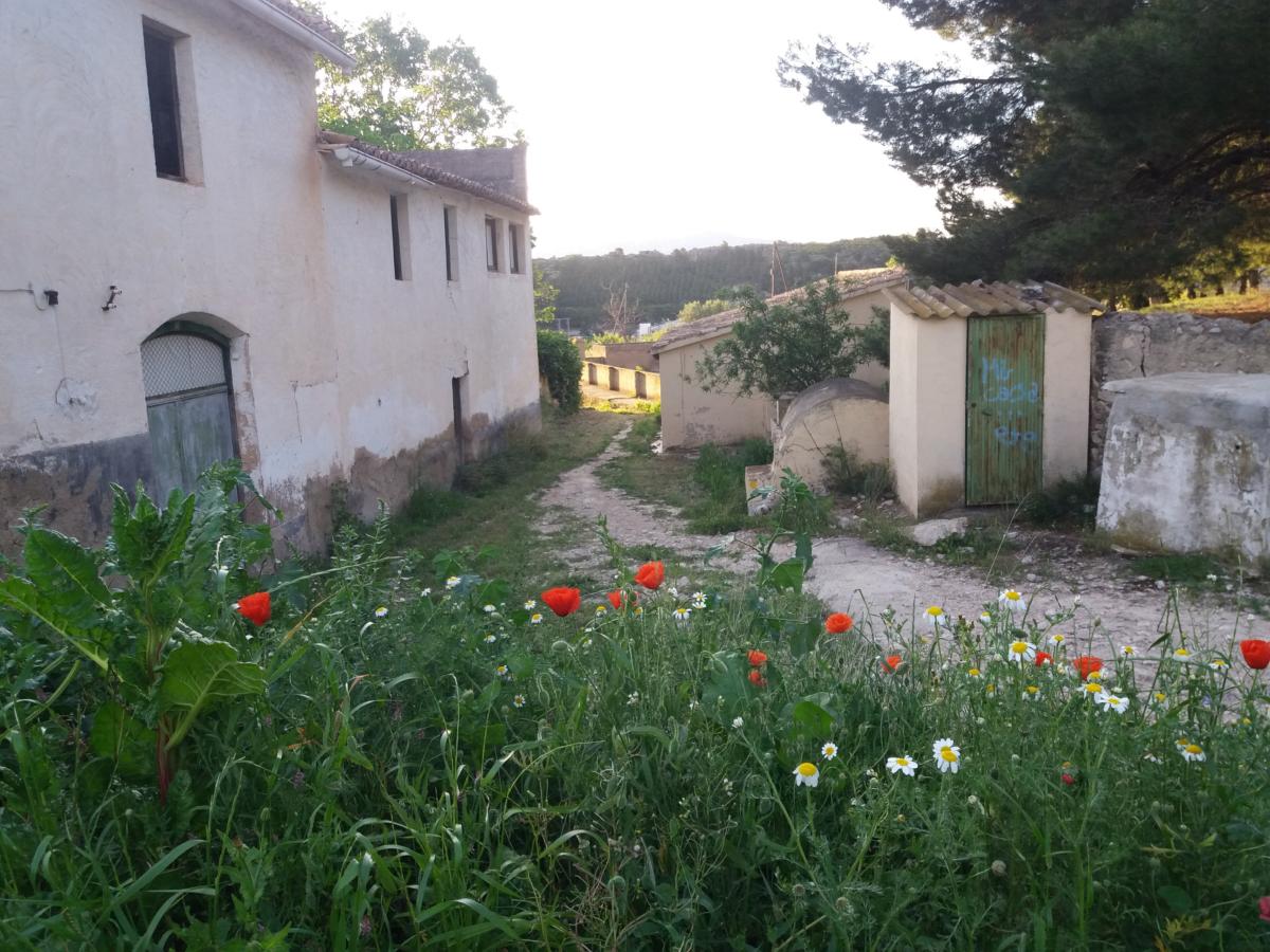 Font de Alècua
