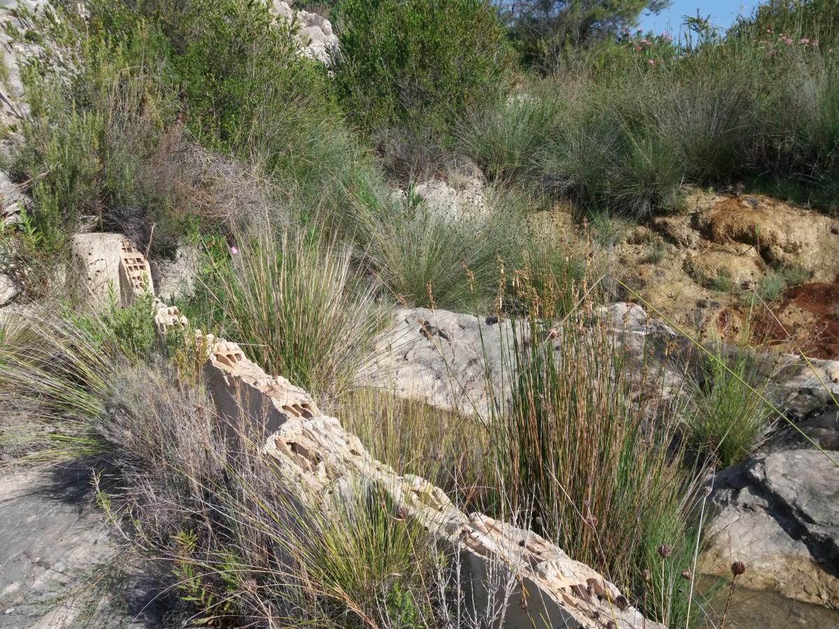 Font del Romero