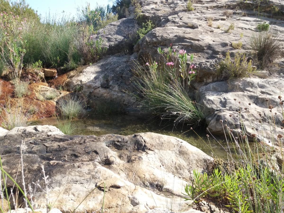 Font del Romero
