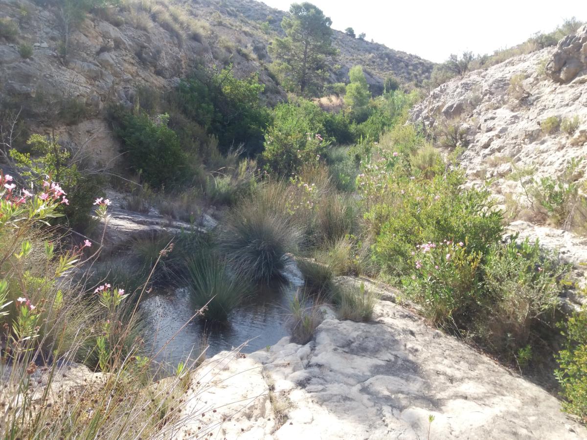 Font del Romero