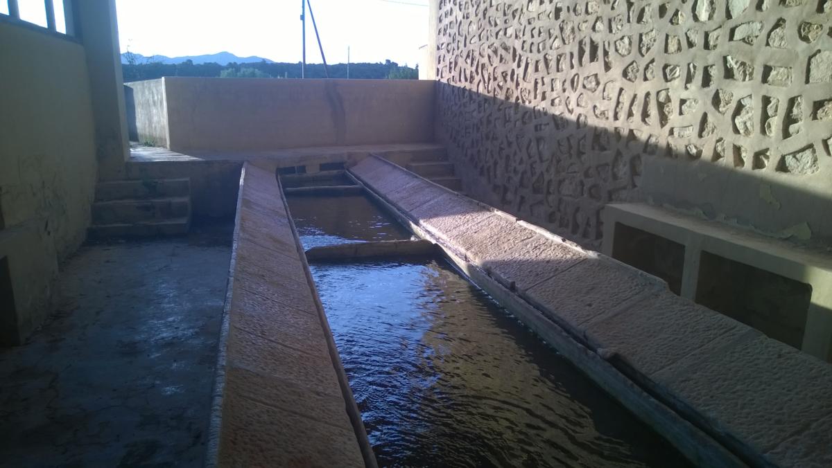 Font de Alècua
